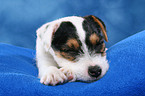 schlafender Parson Russell Terrier Welpe