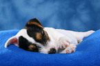 schlafender Parson Russell Terrier Welpe