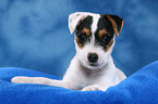 liegender Parson Russell Terrier Welpe