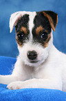 liegender Parson Russell Terrier Welpe