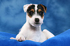 liegender Parson Russell Terrier Welpe