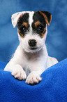 liegender niedlicher Parson Russell Terrier Welpe