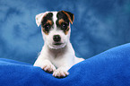 liegender Parson Russell Terrier Welpe