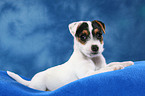 liegender Parson Russell Terrier Welpe