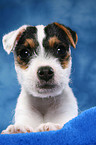 liegender Parson Russell Terrier Welpe