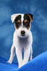 stehender Parson Russell Terrier Welpe