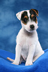 sitzender Parson Russell Terrier Welpe