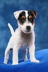 stehender Parson Russell Terrier Welpe