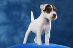 stehender Parson Russell Terrier Welpe