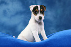 sitzender Parson Russell Terrier Welpe