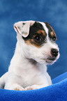 liegender Parson Russell Terrier Welpe