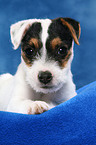 liegender Parson Russell Terrier Welpe