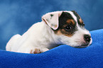 liegender Parson Russell Terrier Welpe