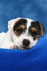 schlafender Parson Russell Terrier Welpe