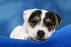 schlafender Parson Russell Terrier Welpe