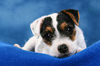 liegender Parson Russell Terrier Welpe