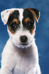 Parson Russell Terrier Welpe Portrait