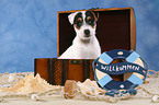 Parson Russell Terrier Welpe in Truhe