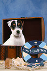 Parson Russell Terrier Welpe in Truhe