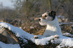 Parson Russell Terrier im Schnee