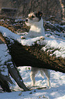 Parson Russell Terrier im Schnee