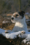 Parson Russell Terrier im Schnee