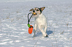 spielender Parson Russell Terrier im Schnee