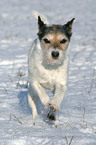 rennender Parson Russell Terrier im Schnee