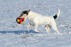 spielender Parson Russell Terrier im Schnee