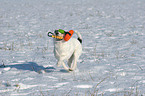 spielender Parson Russell Terrier im Schnee