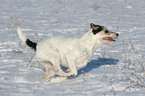 rennender Parson Russell Terrier im Schnee