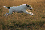 rennender Parson Russell Terrier