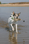 spielender Parson Russell Terrier