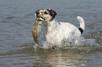 spielender Parson Russell Terrier