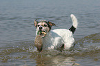 spielender Parson Russell Terrier