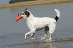 spielender Parson Russell Terrier