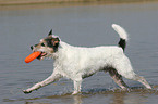 spielender Parson Russell Terrier