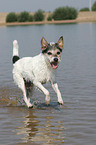 rennender Parson Russell Terrier