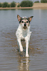 rennender Parson Russell Terrier