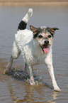 rennender Parson Russell Terrier