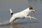 rennender Parson Russell Terrier im Wasser