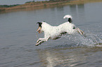 rennender Parson Russell Terrier