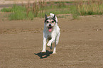 rennender Parson Russell Terrier