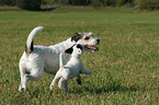 Parson Russell Terrier spielt mit Welpe