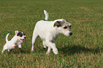 Parson Russell Terrier mit Welpe