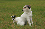 Parson Russell Terrier mit Welpe