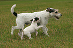 Parson Russell Terrier spielt mit Welpe