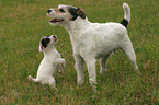 Parson Russell Terrier spielt mit Welpe