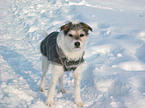 stehender Parson Russell Terrier