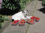 liegender Parson Russell Terrier